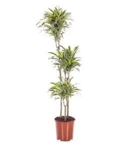XL 3 In 1 Dracaena White Stripe