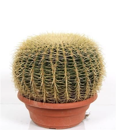 Echinacactus Grusonii Golden Barrel Cactus – Mother In Law’s Cushion, Dramatic And Exotic Easy To Care For Mexican Cactus 1 Echinacactus Grusonii Golden Barrel Cactus – Mother In Law’s Cushion, Dramatic And Exotic Easy To Care For Mexican Cactus