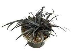 Ophiopogon - Black Dragon