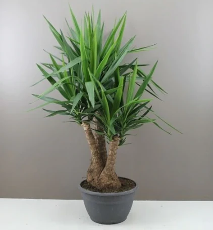 XL Yucca Branched Shrub 1 XL Yucca Branched Shrub