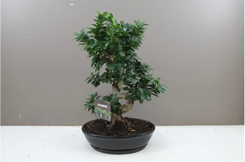 Ficus Ginseng - Banyan Fig Bonsai In Ceramic Planter 1 Ficus Ginseng - Banyan Fig Bonsai In Ceramic Planter