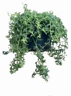 String Of Dolphins - Senecio Peregrinus