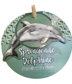 String Of Dolphins - Senecio Peregrinus -Garden Care Store dolphin 3