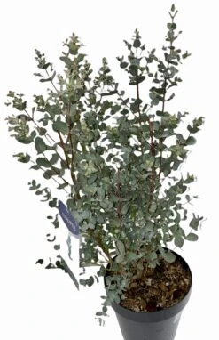 Eucolyptus Gunnii - 23cm Pot Size