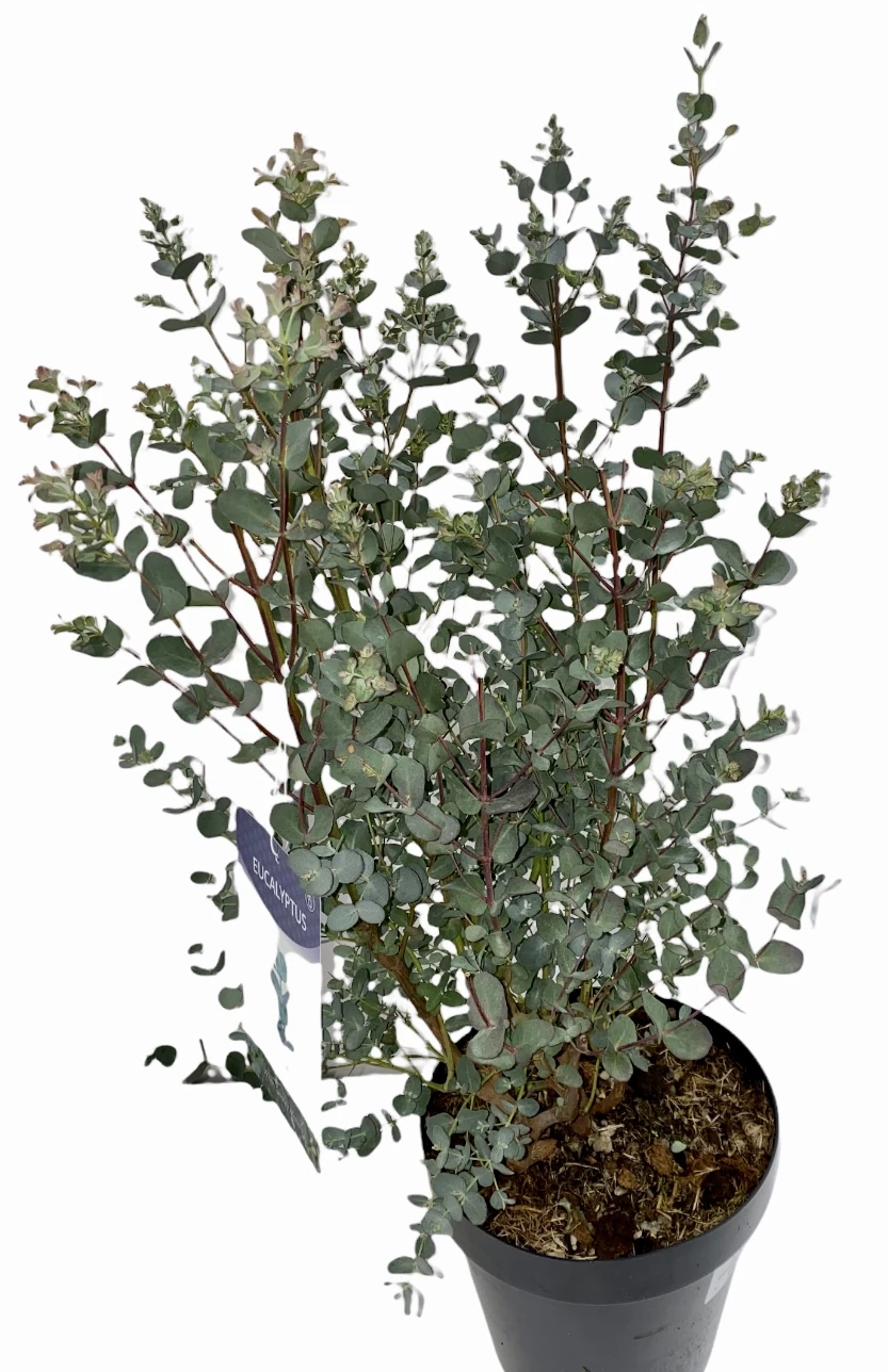 Eucolyptus Gunnii - 23cm Pot Size 1 Eucolyptus Gunnii - 23cm Pot Size