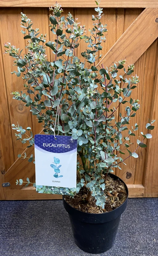 Eucolyptus Gunnii - 23cm Pot Size 2 Eucolyptus Gunnii - 23cm Pot Size - Image 2