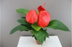 Flamingo Flower - Anthurium Scherzianum ‘Lindsey’