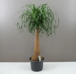 Giant Ponytail Palm- Elegant Easy Care Plant