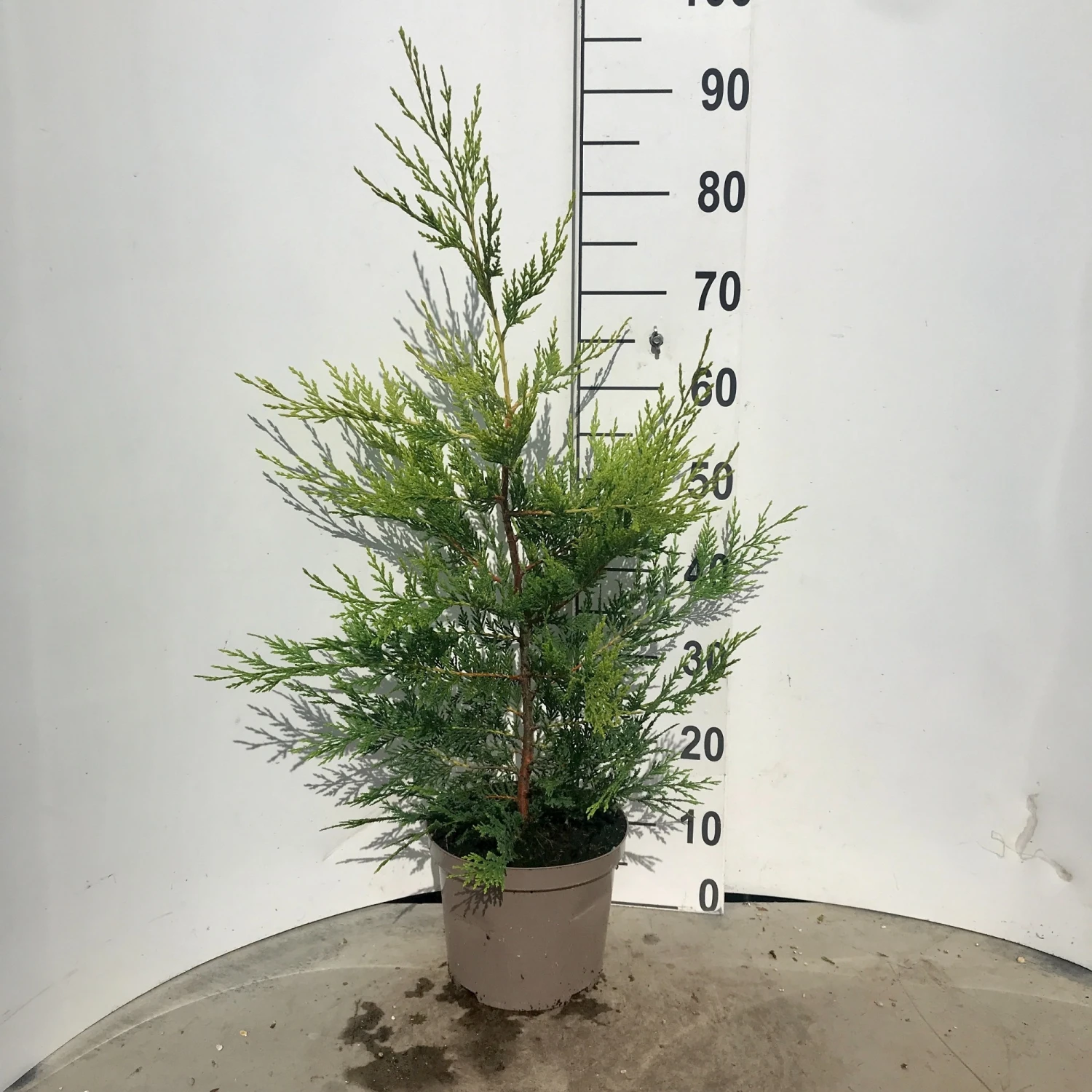 Cupressocyparis Gold C4 - Leylandii 1 Cupressocyparis Gold C4 - Leylandii