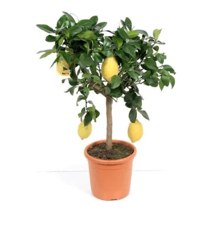 Beautiful Large Lemon Tree With Many Lemons On It. Ideal Gift. 1 Beautiful Large Lemon Tree With Many Lemons On It. Ideal Gift.
