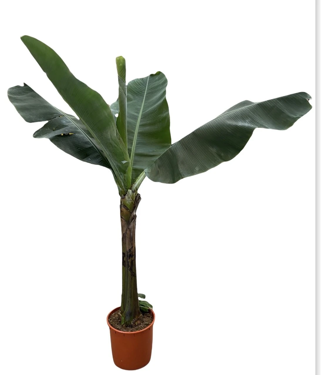 Large Japanese Banana Tree - Musa Basjoo 1 Large Japanese Banana Tree - Musa Basjoo