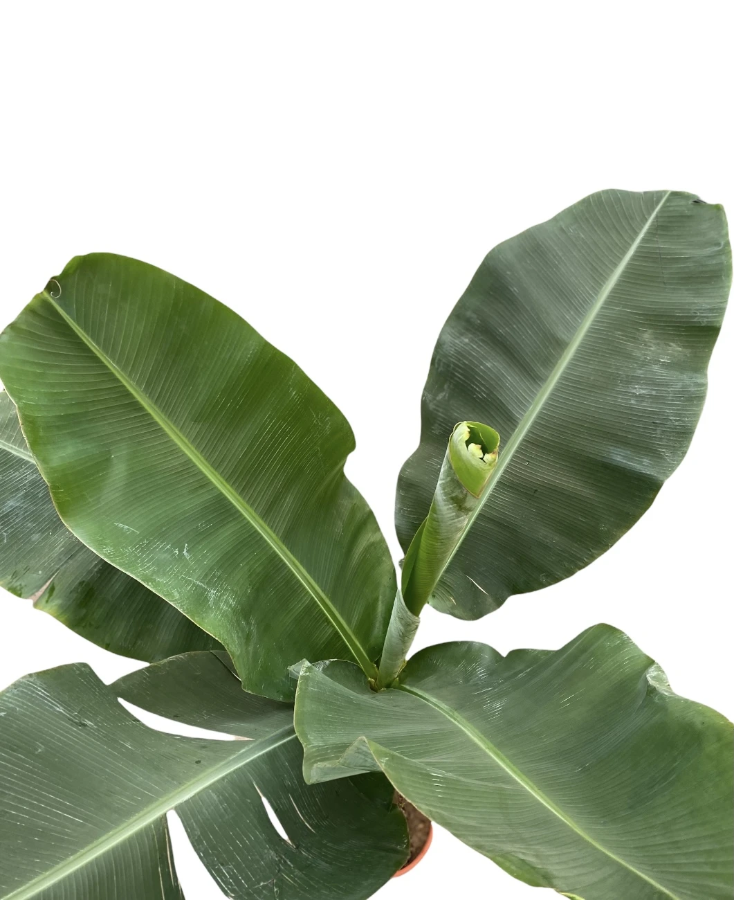 Large Japanese Banana Tree - Musa Basjoo 2 Large Japanese Banana Tree - Musa Basjoo - Image 2