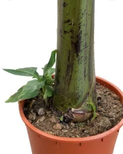 Large Japanese Banana Tree - Musa Basjoo 6 Large Japanese Banana Tree - Musa Basjoo -Garden Care Store musa 3