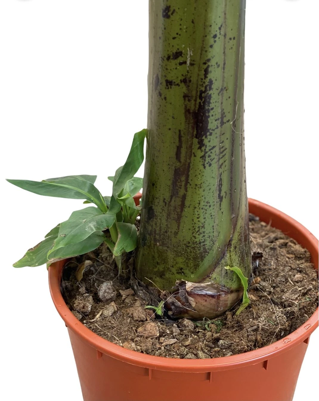 Large Japanese Banana Tree - Musa Basjoo 3 Large Japanese Banana Tree - Musa Basjoo - Image 3