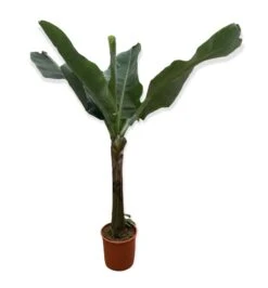 Large Japanese Banana Tree - Musa Basjoo 7 Large Japanese Banana Tree - Musa Basjoo -Garden Care Store musa 4