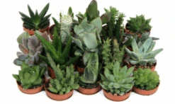 Mini Succulent Mix - Plug Plants