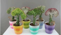 Quirky Cactus Gift - Euphorbia Lactea